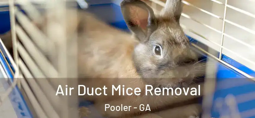  Air Duct Mice Removal Pooler - GA